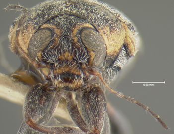 Media type: image;   Entomology 24986 Aspect: head frontal view